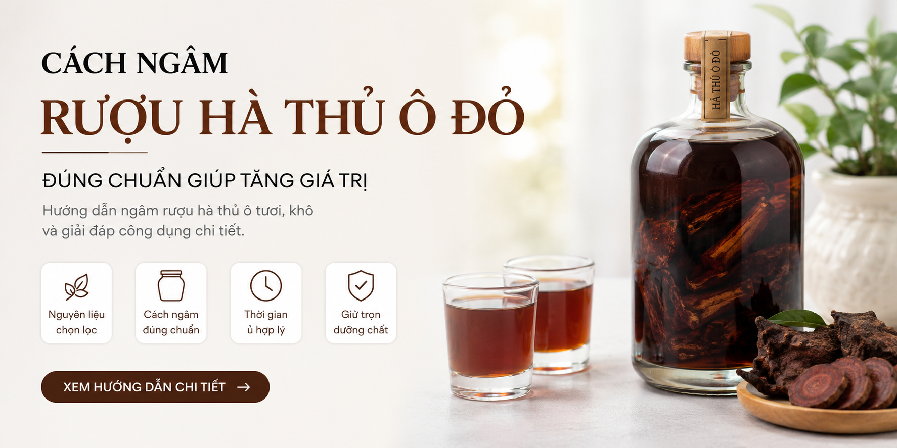 Cách ngân rượu hà thủ ô đỏ đúng chuẩn