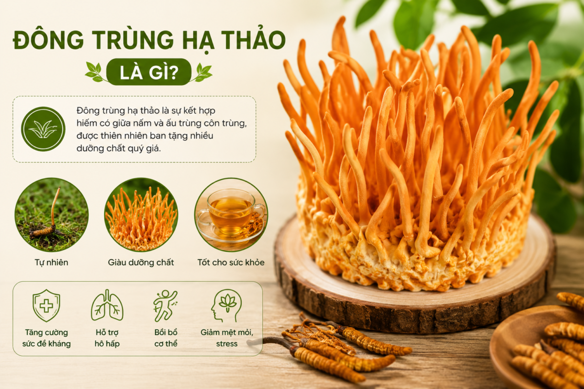 Hoa đông trùng hạ thảo là gì