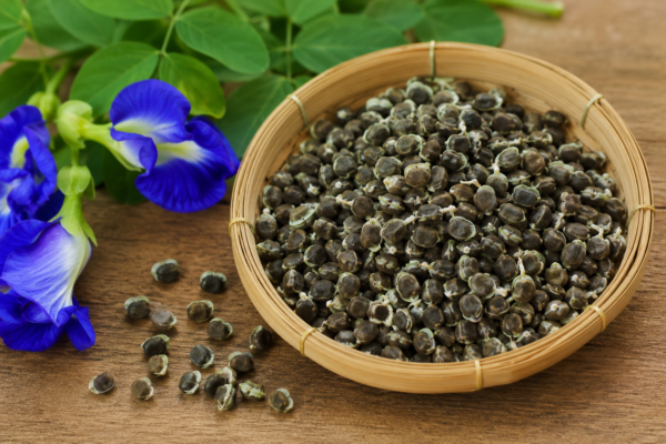hạt cây đậu biếc